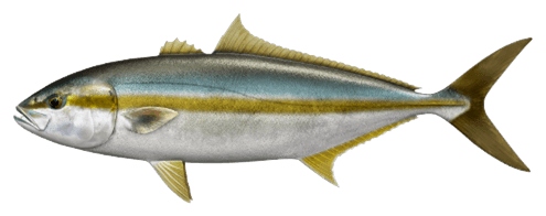 Illustration of a amberjack
