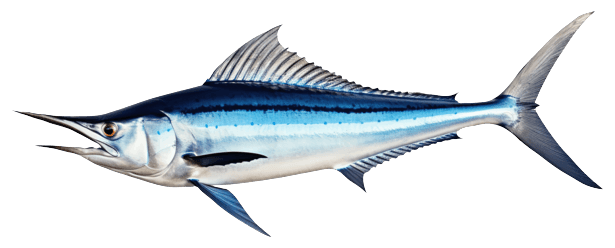 Illustration of a blue marlin