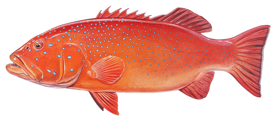 Illustration of a coral trout