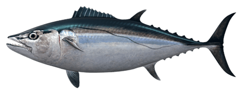 Illustration of a dogtooth tuna