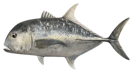 Illustration of a giant trevally