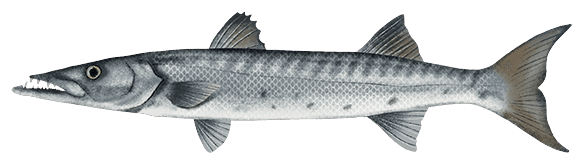 Illustration of a great barracuda