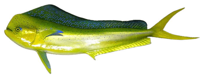 Illustration of a mahi-mahi