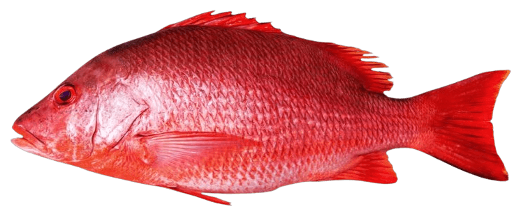 Illustration of a red snapper