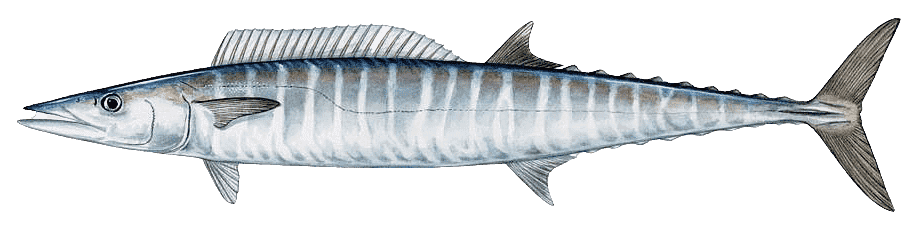 Illustration of a wahoo