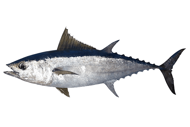Blackfin Tuna — caught on charter in the Maldives