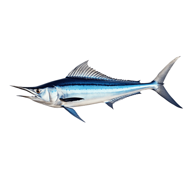 Blue Marlin — caught on charter in the Maldives