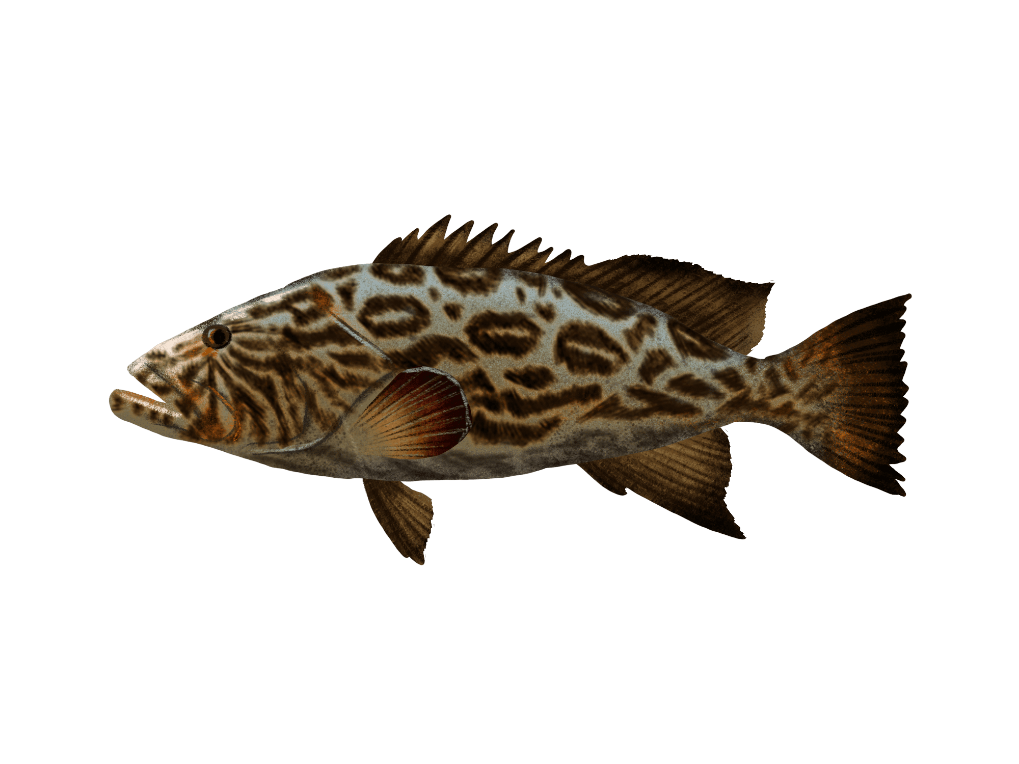 Broom tail Grouper — caught on charter in the Maldives