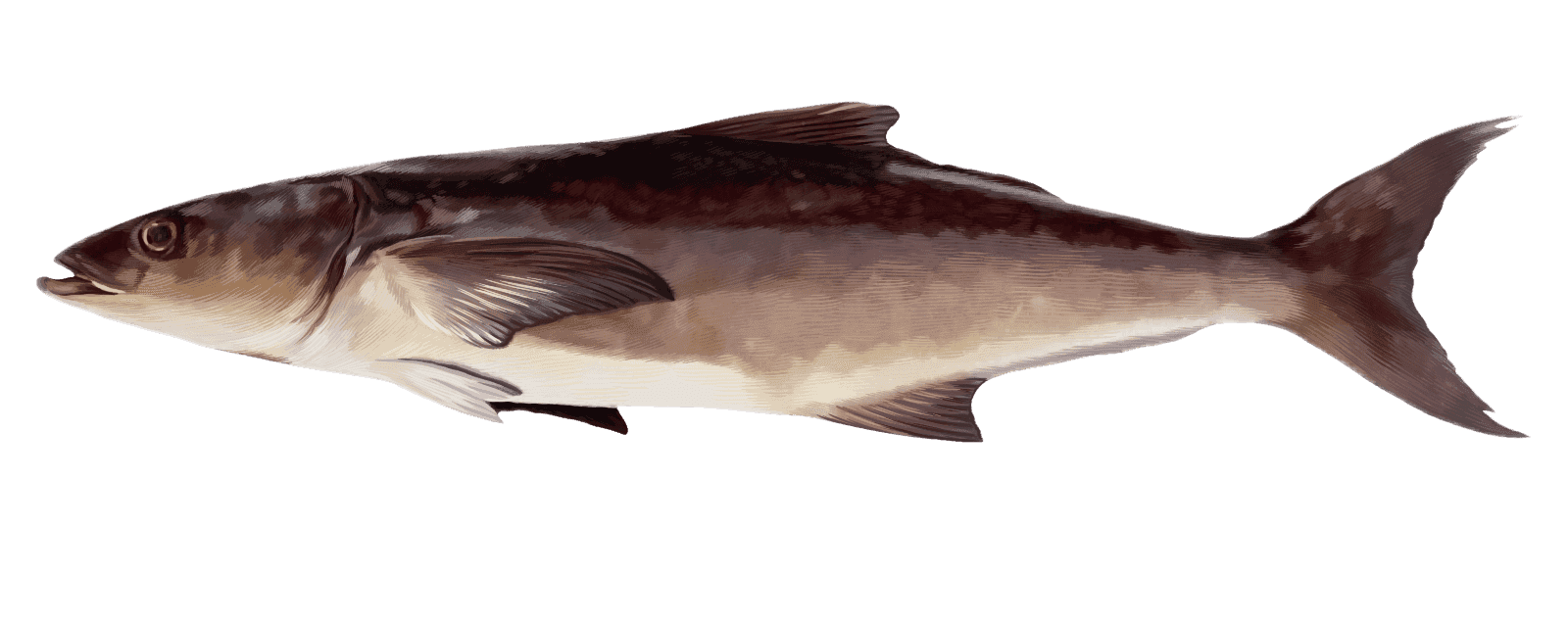 Cobia — caught on charter in the Maldives