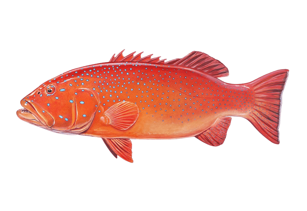 Coral Trout — caught on charter in the Maldives