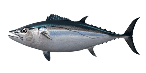 Dog Tooth Tuna — caught on charter in the Maldives
