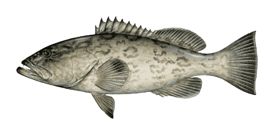 Gag Grouper — caught on charter in the Maldives