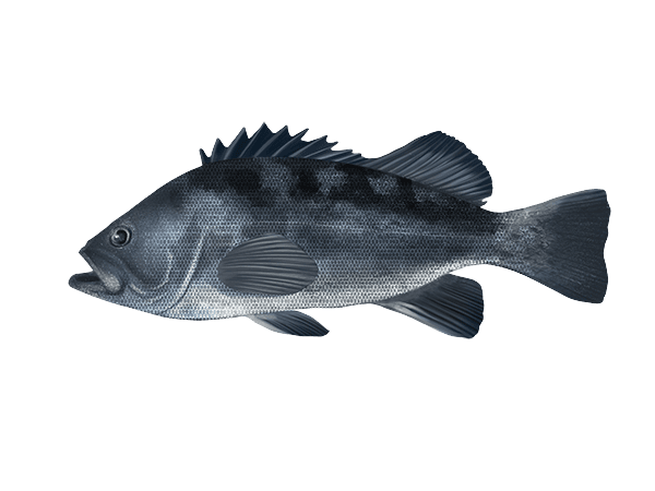 Gaint Sea Bass — caught on charter in the Maldives