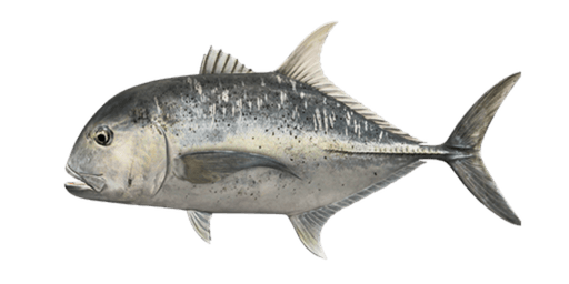 Giant Trevally — caught on charter in the Maldives