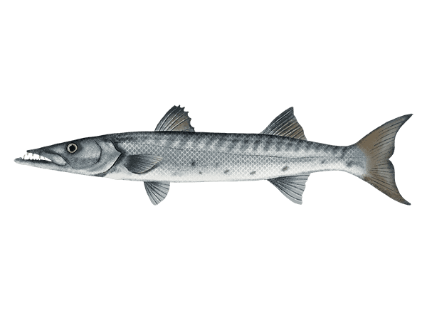Great Barracuda — caught on charter in the Maldives