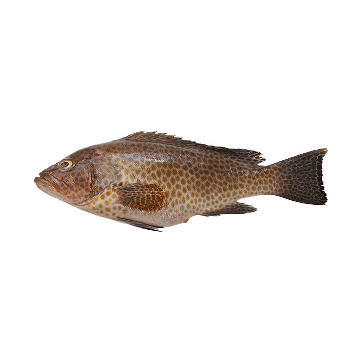 Hamour Grouper — caught on charter in the Maldives