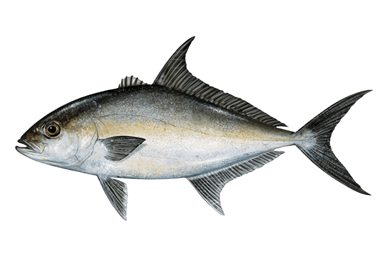 Jack Almaco — caught on charter in the Maldives