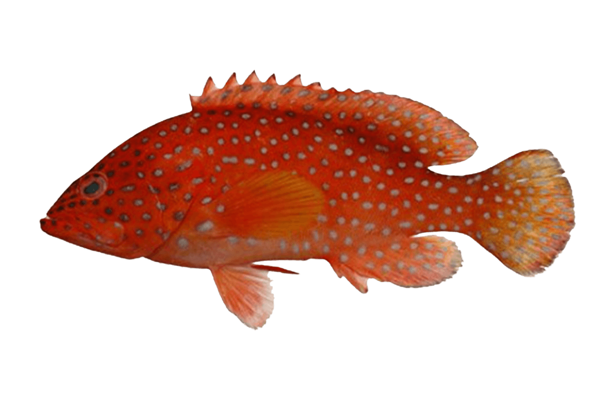 Leopard Grouper — caught on charter in the Maldives