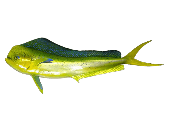 Mahi Mahi — caught on charter in the Maldives
