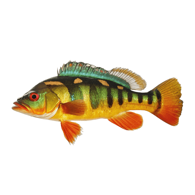 Peacock Bass — caught on charter in the Maldives