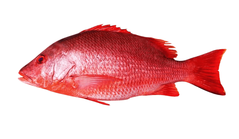 Red Snapper — caught on charter in the Maldives