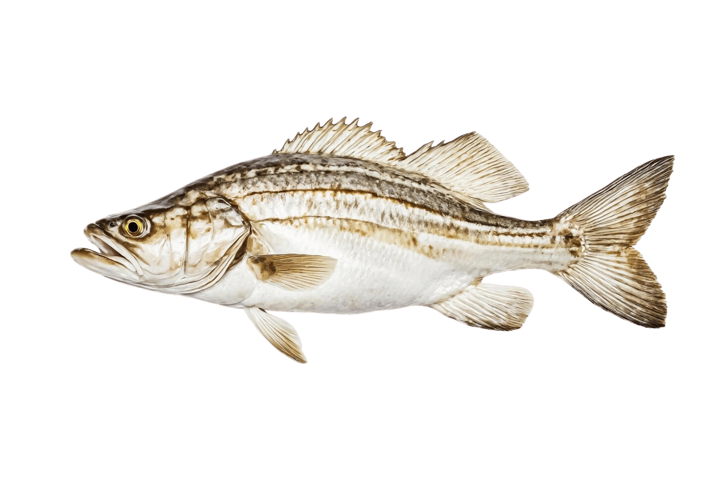Sea Bass — caught on charter in the Maldives
