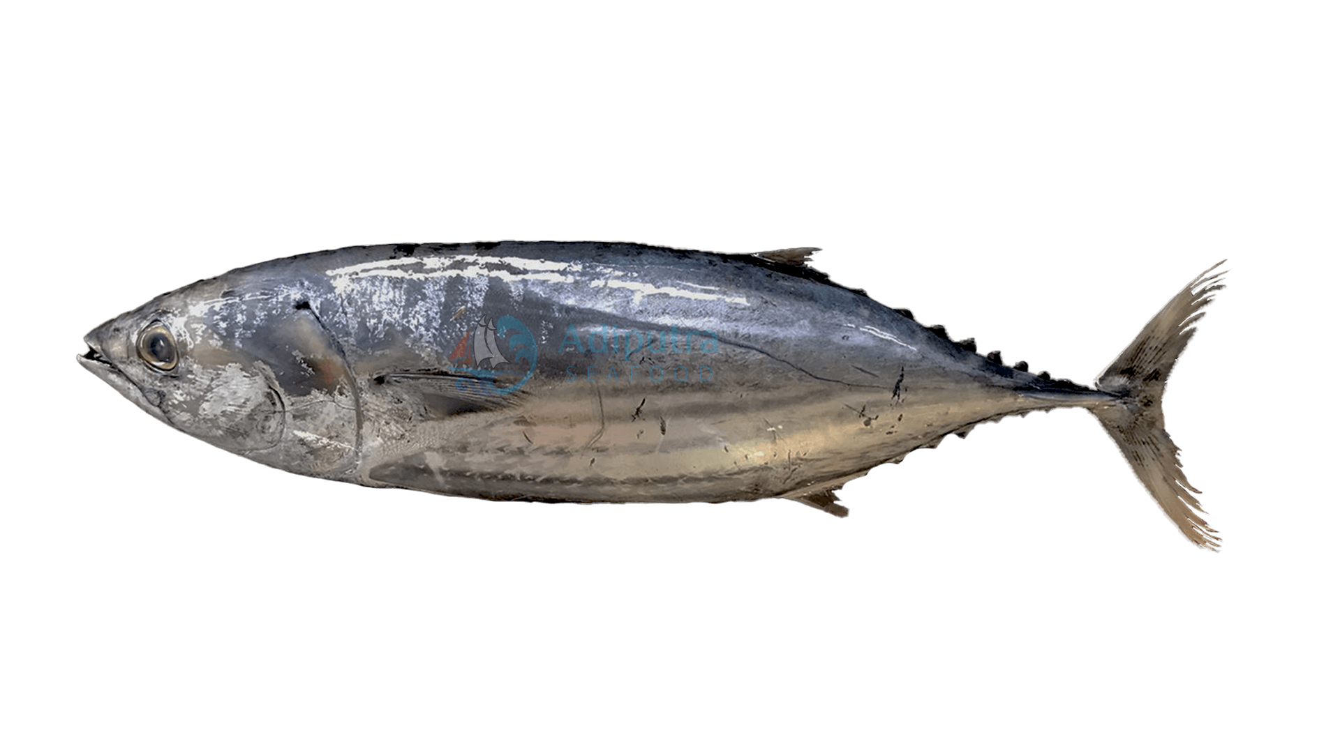 Skip Jack Tuna — caught on charter in the Maldives