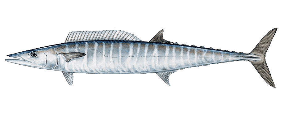Wahoo — caught on charter in the Maldives