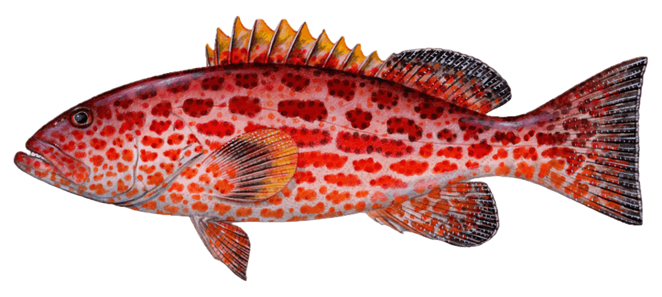 Yellowfin Grouper — caught on charter in the Maldives