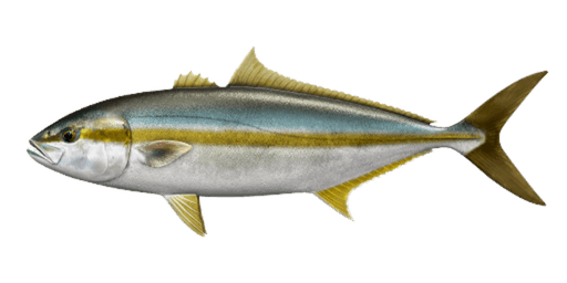 amberjack — caught on charter in the Maldives